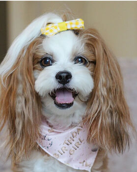 Pink Birthday Girl Dog Bandana, 2 of 4