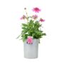 Dahlia Dalina Maxi Starburst Pink Pot3.2 L, thumbnail 2 of 5