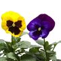 Flowering Pansy 'Winter Colour Mix' 20 X Plant Pack, thumbnail 1 of 4