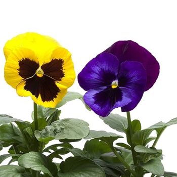 Flowering Pansy 'Winter Colour Mix' 20 X Plant Pack, 4 of 4