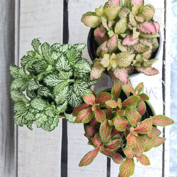 Fittonia Houseplant Gift Pot And Plant Bundle, 5 of 5