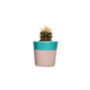 Concrete Pot Small With Cactus/ Succulent In Turquoise, thumbnail 3 of 5