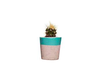 Concrete Pot Small With Cactus/ Succulent In Turquoise, 3 of 5
