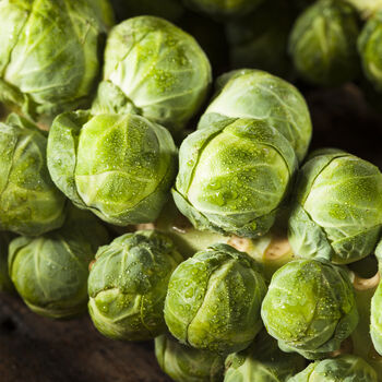 Brussel Sprouts 'Brigitte' Six X Plug Plant Pack, 5 of 6
