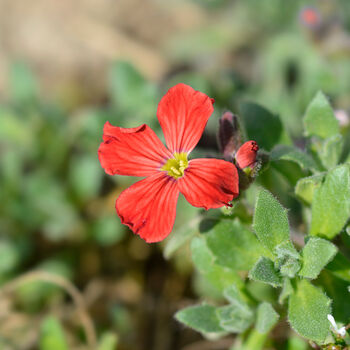 Flowering Plants Aubretia 'Red' 12 X Plant Pack, 3 of 5