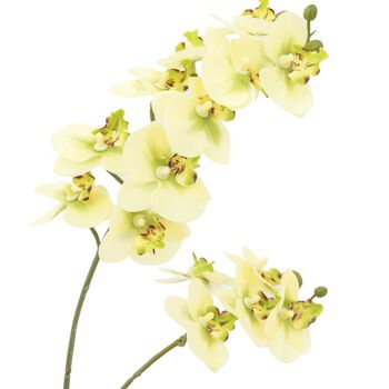 Orchid Cream In Ribbed White Ceramic Pot, 6 of 6