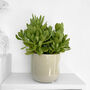 Jade Money Tree Indoors Plant In 9cm Ceramic Pot, thumbnail 1 of 2