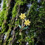 March Birth Flower Daffodil Brooch, 14 K Gold Plated, thumbnail 1 of 2