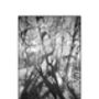 Shadowed Tree Ii, Suffolk Photographic Art Print, thumbnail 3 of 4
