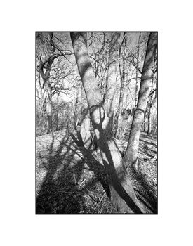 Shadowed Tree Ii, Suffolk Photographic Art Print, 3 of 4