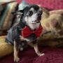 Valentines Red Sparkle Pet Bow Tie, thumbnail 6 of 7
