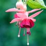Perennial Fuchsia Paula Jane One Plant In One L Pot, thumbnail 1 of 5