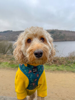 Cheeky Monkey Dog Harness With Optional Set, 7 of 8