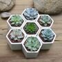 Mini Hexagon Planter Plant Pot White Ceramic, thumbnail 2 of 6