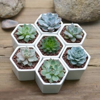 Mini Hexagon Planter Plant Pot White Ceramic, 2 of 6