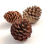 Three Very Large Natural Pine Cones, thumbnail 2 of 3