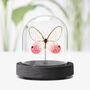 Blushing Phantom Butterfly Moth Insect Bug Entomology Taxidermy Bell Jar, thumbnail 1 of 4