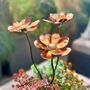 Set Of Three Mini Copper Dahlia Garden Planter Stakes, thumbnail 1 of 9