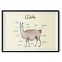 Anatomy Of A Llama Art Print By Sophie Corrigan, thumbnail 2 of 4