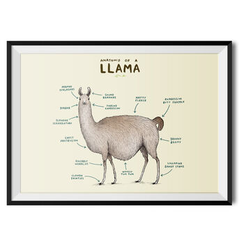 Anatomy Of A Llama Art Print By Sophie Corrigan, 2 of 4