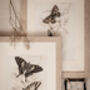 Framed Pair Of Vintage Butterfly Art Prints In Sand Frames, thumbnail 1 of 10