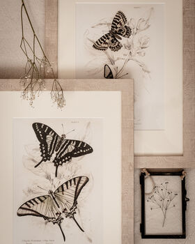 Framed Pair Of Vintage Butterfly Art Prints In Sand Frames, 5 of 10