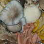 Oyster Mushroom Straw Log Grow Kit Gift Edition, thumbnail 7 of 7