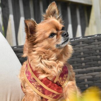 Gold Satin Edged Kimini For Dogs, 7 of 9