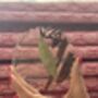 Set Of Four Garam Masala Infused Coasters, thumbnail 4 of 12