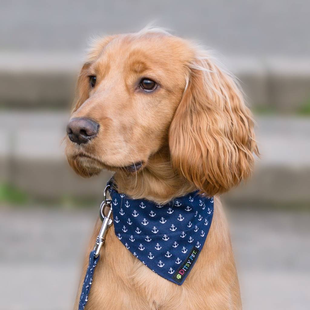 Hello Sailor Nautical Dog Collar By Ditsy Pet