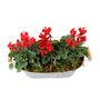 Cyclamen Floral Planted Trough – Autumn Winter Display, thumbnail 5 of 9