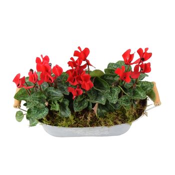 Cyclamen Floral Planted Trough – Autumn Winter Display, 5 of 9