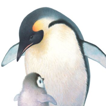 Illustrated Children's Wall Art Print Penguin And Chick, 2 of 4