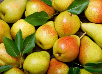 Pear Fruit Trees One X 10 L Pot, 5 of 8