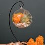 Diy Air Plant Terrarium Kit Hanging Terrarium Gift Autumn Orange, thumbnail 7 of 10