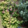 Tall One.15m Metal Garden Crook Rusty Brown With Bells, thumbnail 6 of 6