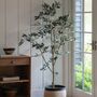 Olive Tree, thumbnail 1 of 2