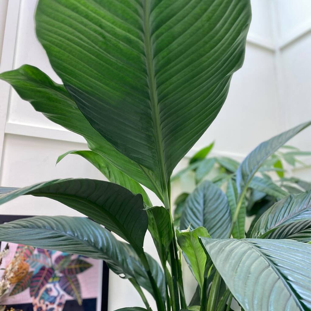 Giant Peace Lilly Sensation Rare House Plant By The Ginger Jungle