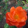 Rose For You With Love Garden Rose Gift, thumbnail 2 of 2