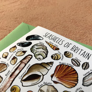 Seashells Of Britain Art Blank Greeting Card, 10 of 12