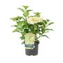 White Hydrangea Plant Elegant Shrub In 3 L Pot, thumbnail 2 of 7