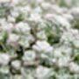 Sedum Plants 'Cape Blanco', thumbnail 6 of 6