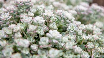 Sedum Plants 'Cape Blanco', 6 of 6