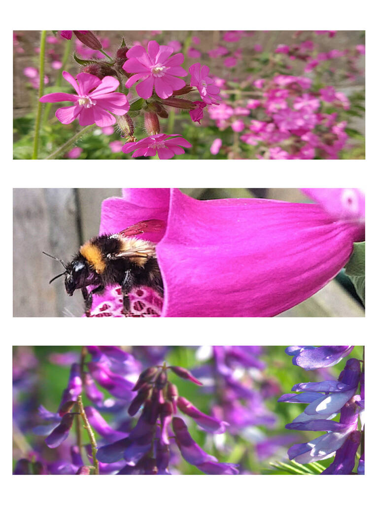 Wild Flower Seed Scatter Packets 100 Balls By Seedball