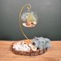 Diy Air Plant Terrarium Kit Hanging Terrarium Gift Light Blue Moss With Optional Gold Stand, thumbnail 4 of 7