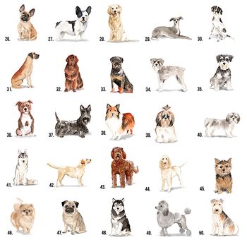'Dogs Speak!' Tin 80 Breeds Available, 5 of 8