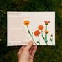 Welsh Pot Marigold Illustrated Card With Seeds, thumbnail 3 of 8