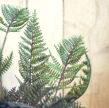 Faux Green Bracken Fern Plant Small Or Large, 4 of 7