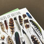 Feathers Of Britain Art Blank Greeting Card, thumbnail 8 of 11