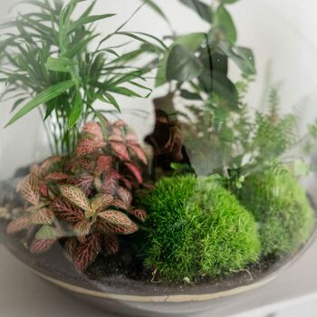 Large Globe Terrarium Kit With Bonsai | 'Portland', 4 of 10